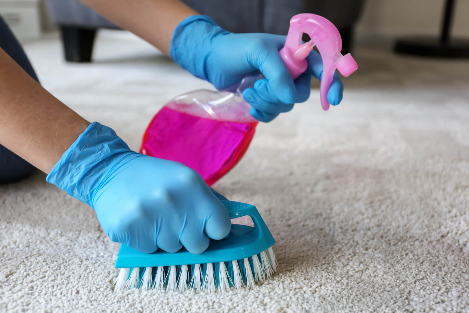 close up female hands in protective blue gloves cleaning carpet with pink cleaning spray and cleaning brush