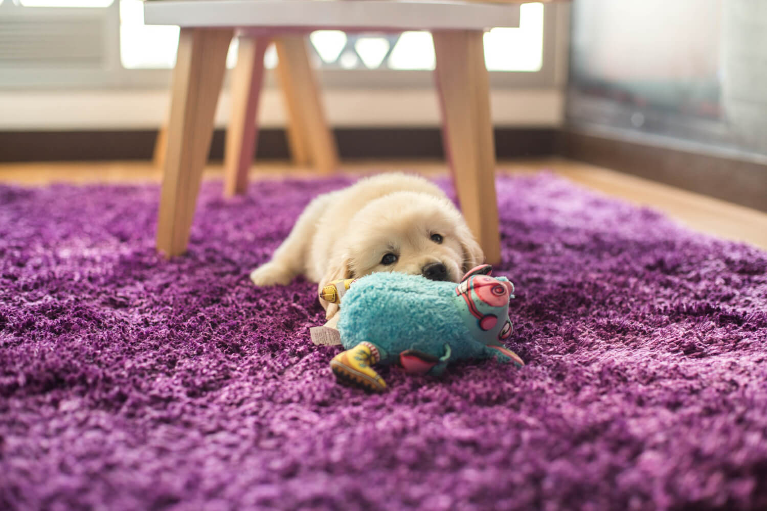 close up shot of small golden retriver puppy lying on purple carpet with his blue toy