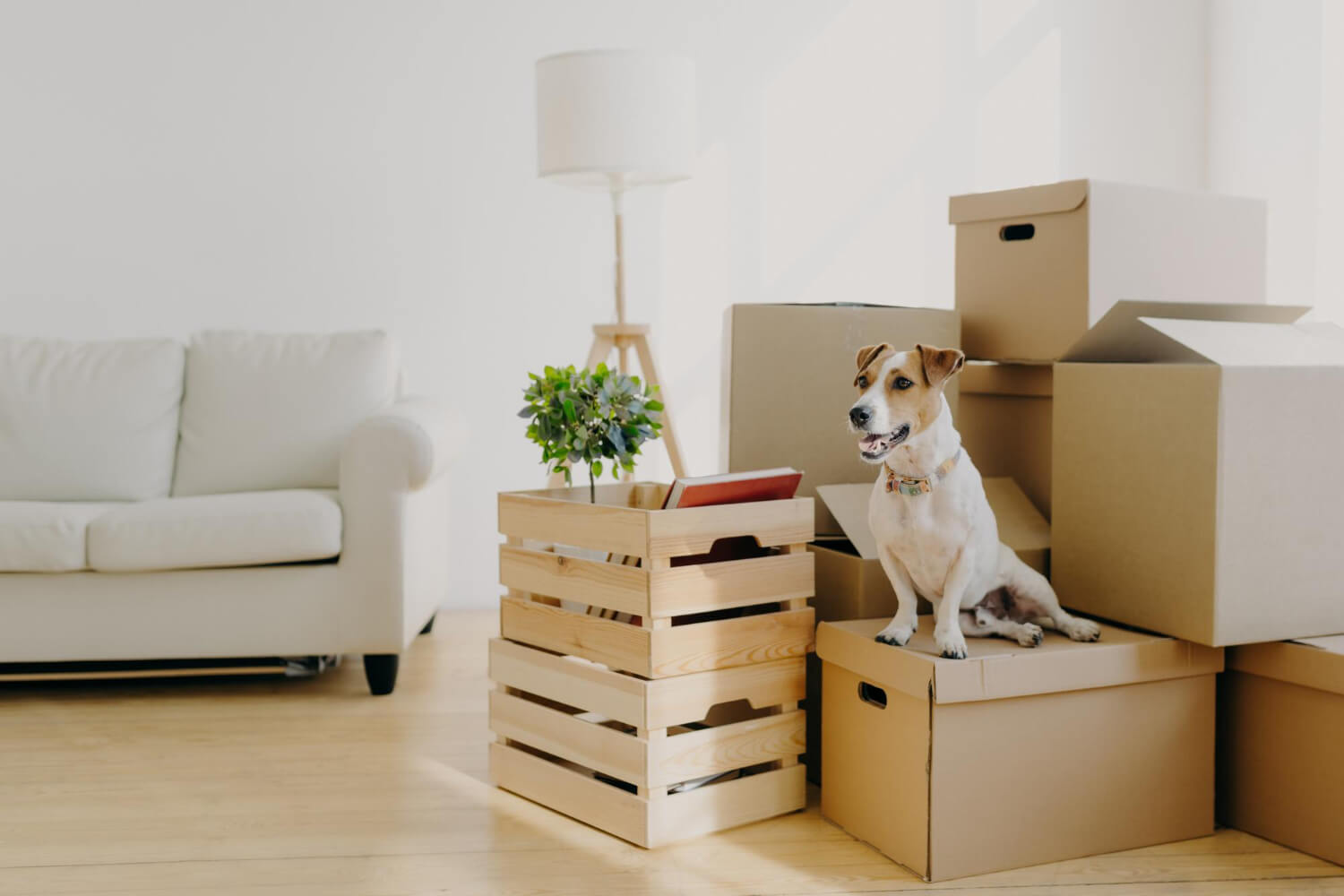 living room with dog poses on cardboard boxes and other home belongings