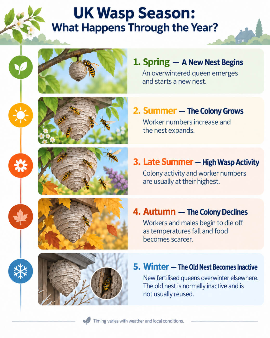 Infographic showing the UK wasp season from spring nest building to winter inactivity