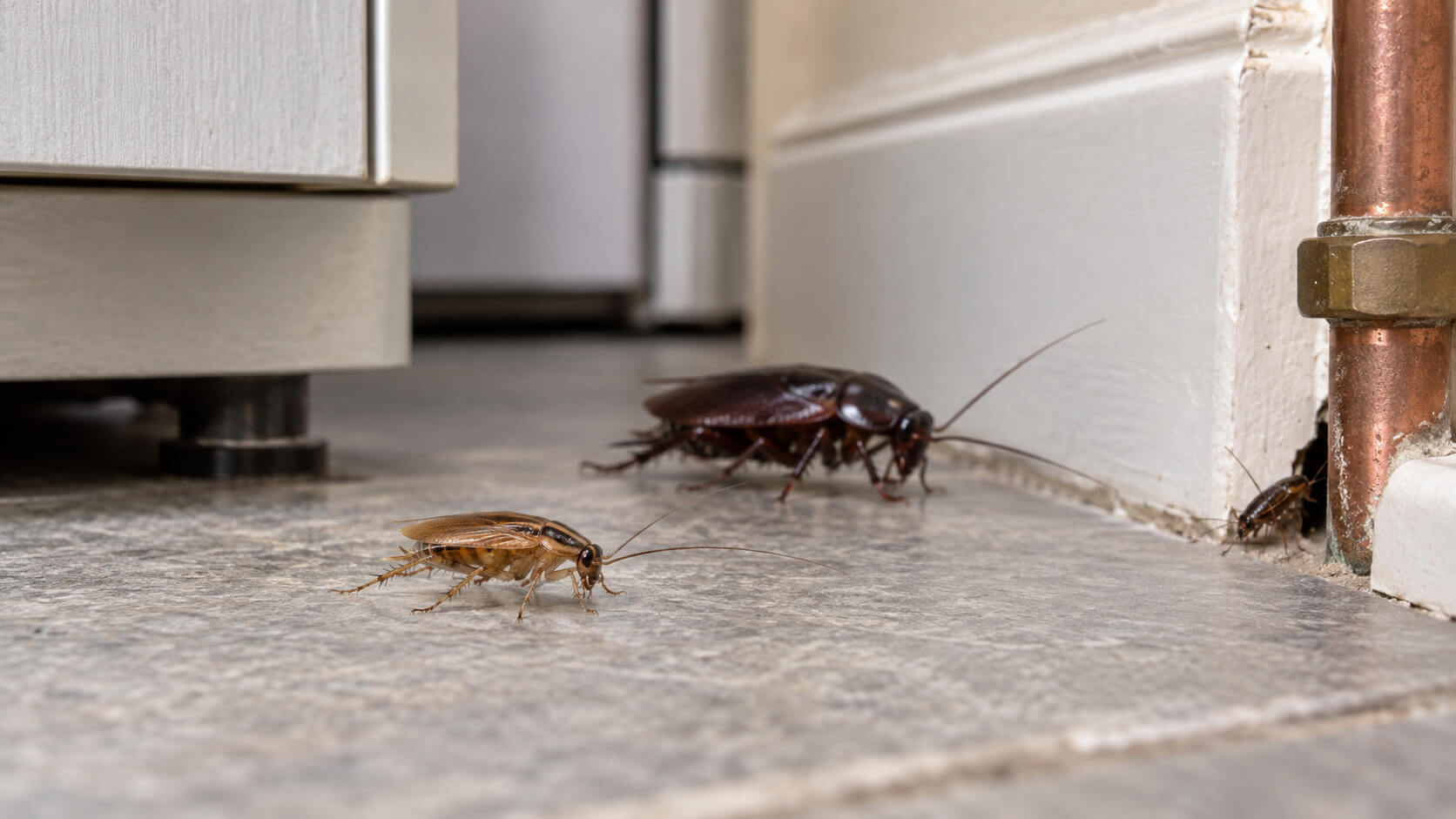 Pest Control