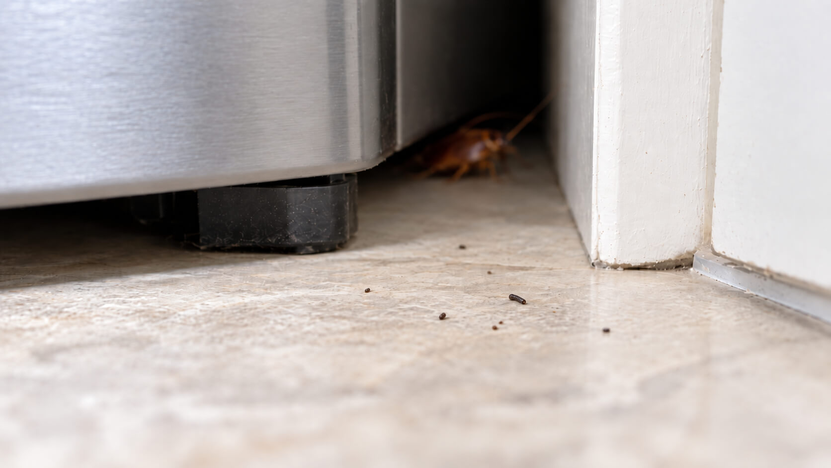 Pest Control