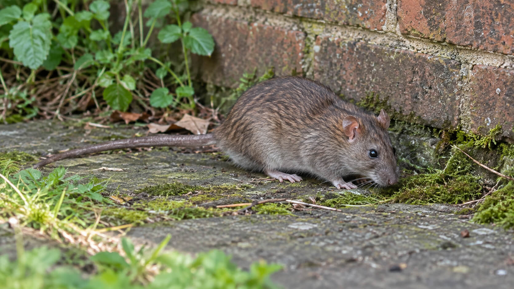 Pest Control