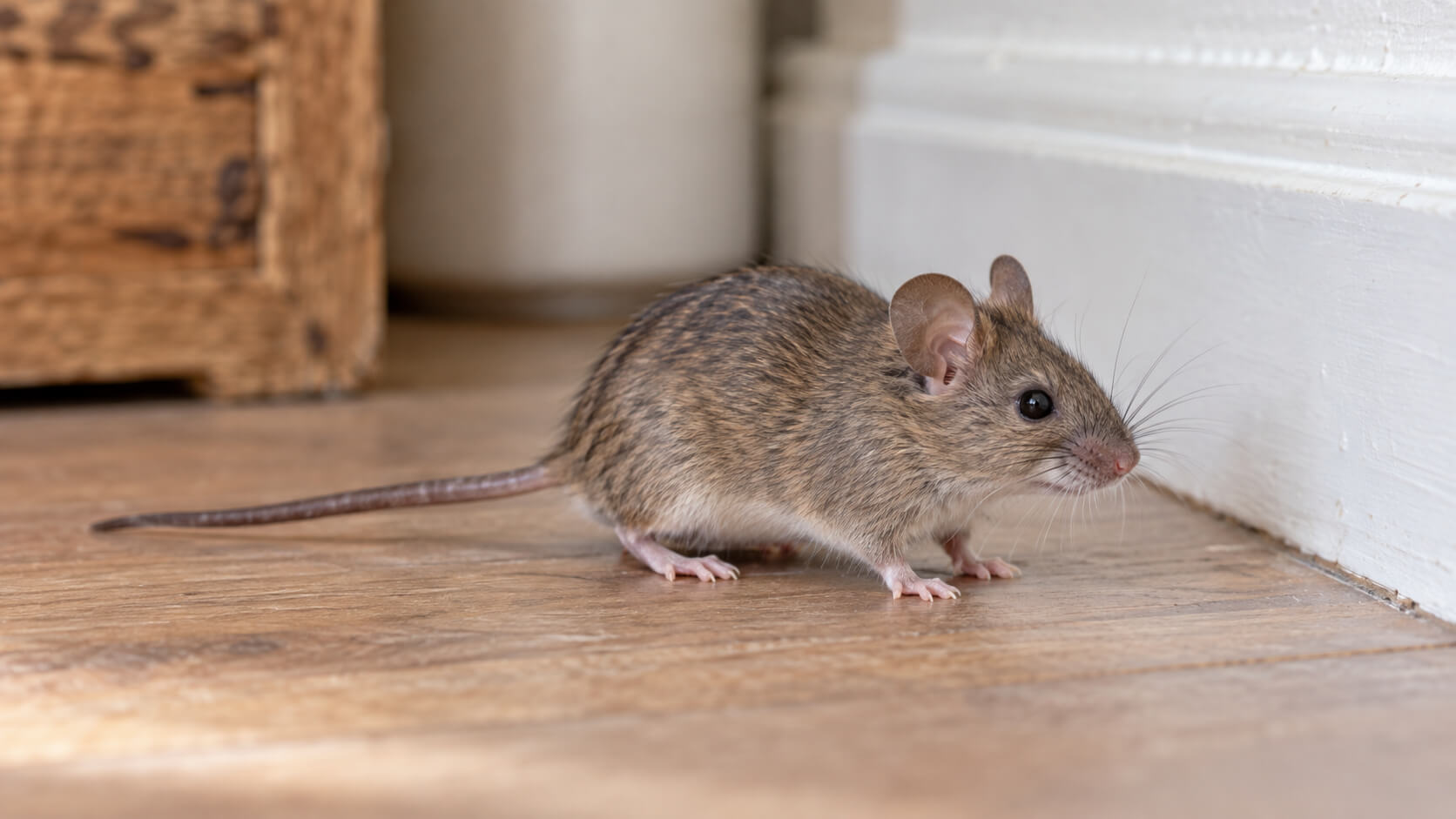 Pest Control