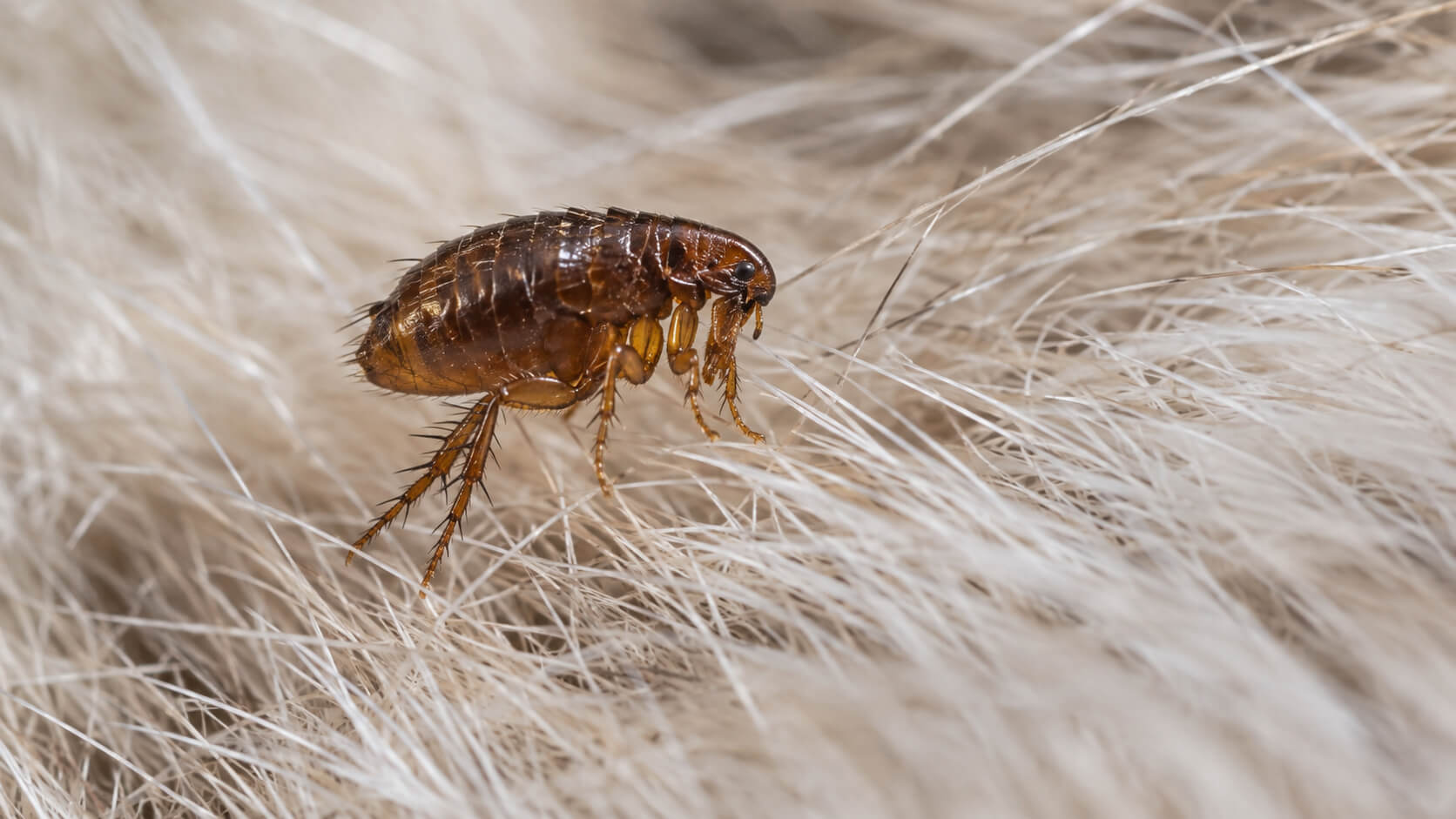 Pest Control