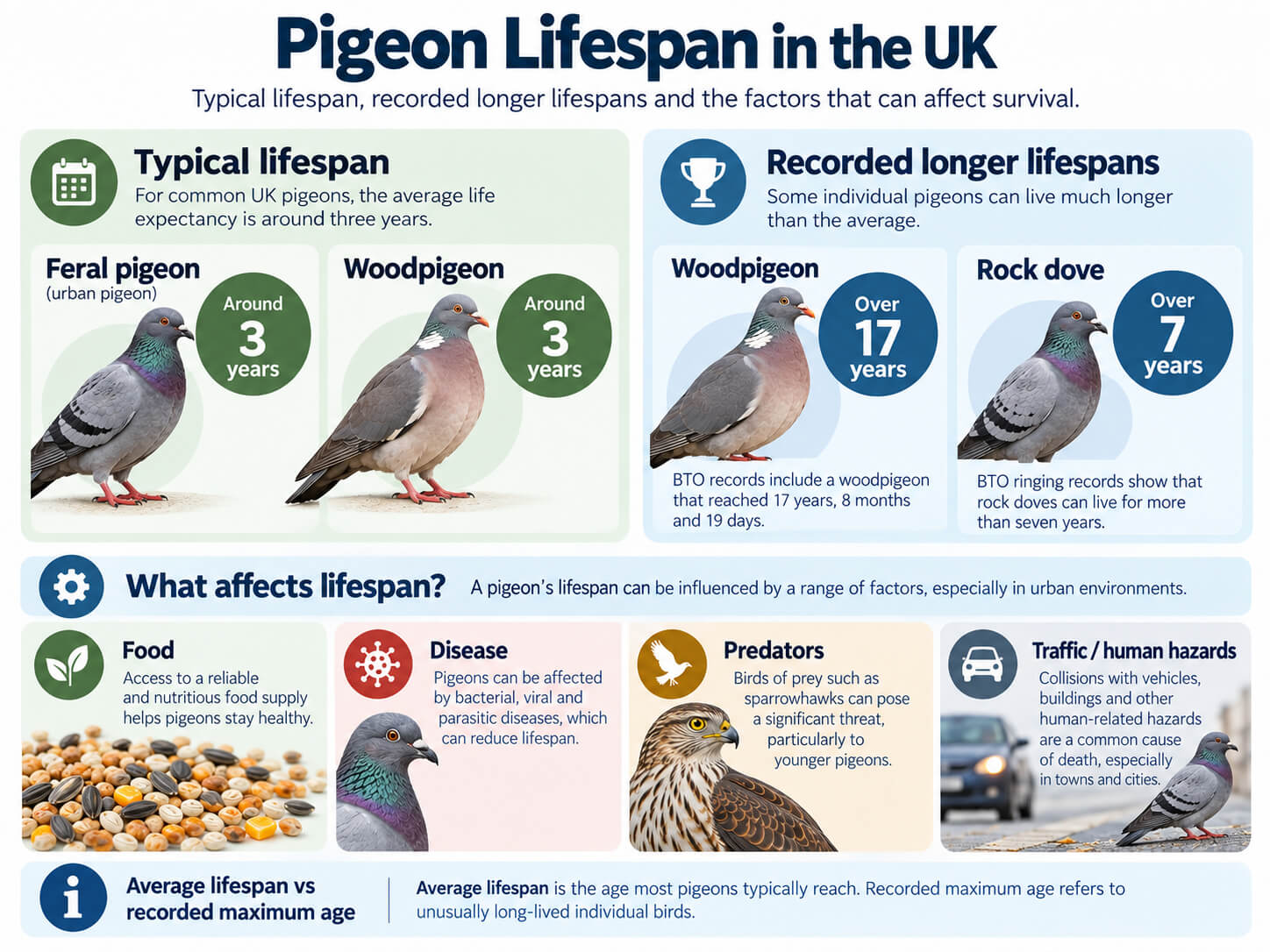 Pigeon lifespan comparison in the UK showing typical and recorded ages for feral pigeon, woodpigeon and rock dove