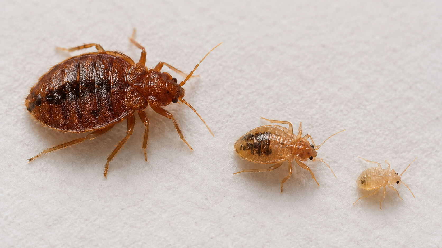 Pest Control