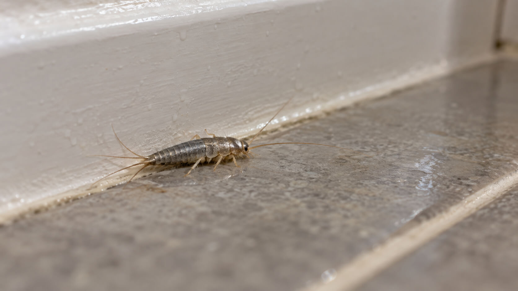 Pest Control
