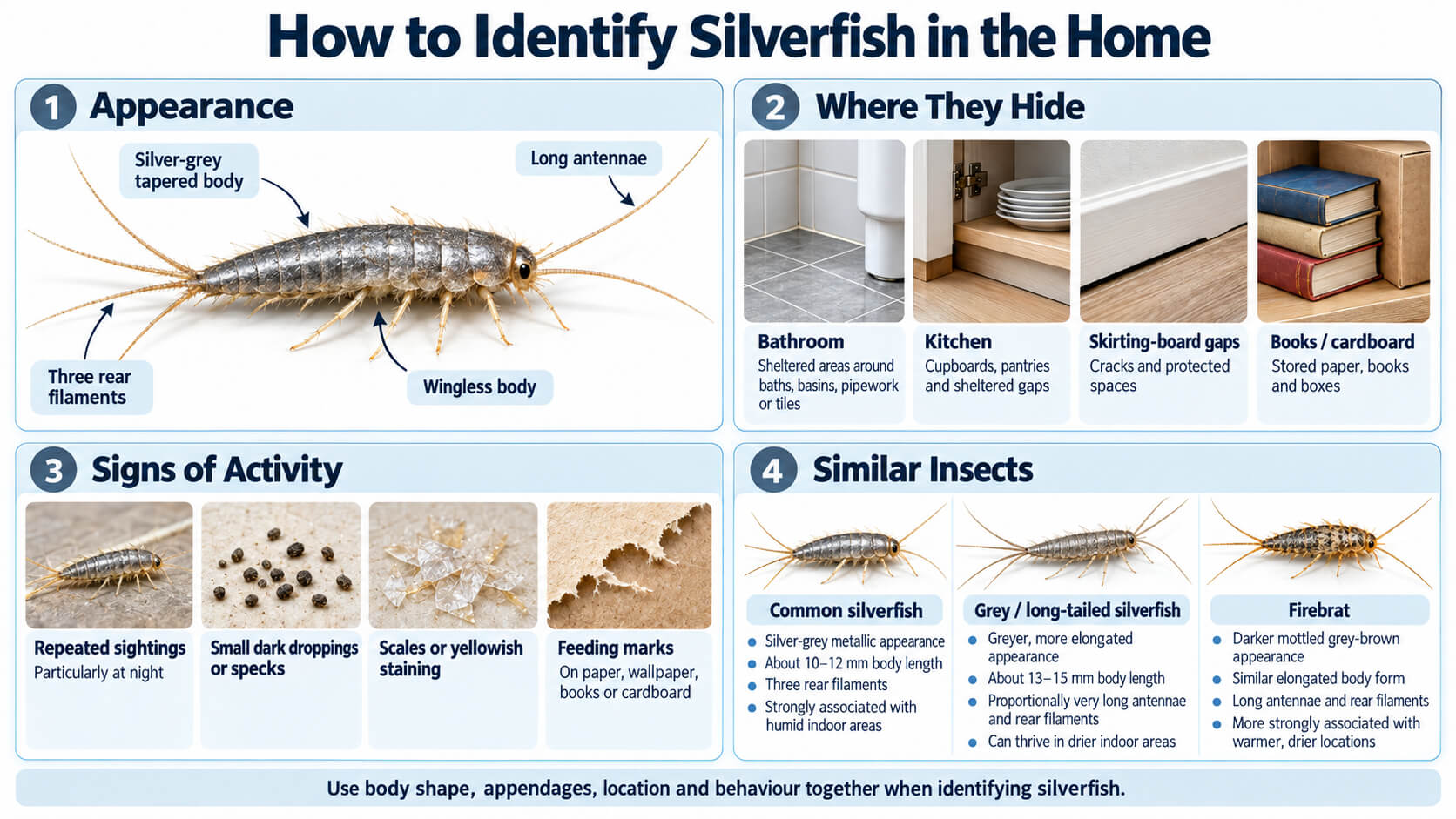 Silverfish life cycle infographic showing eggs, newly hatched silverfish, growing nymph and adult stages