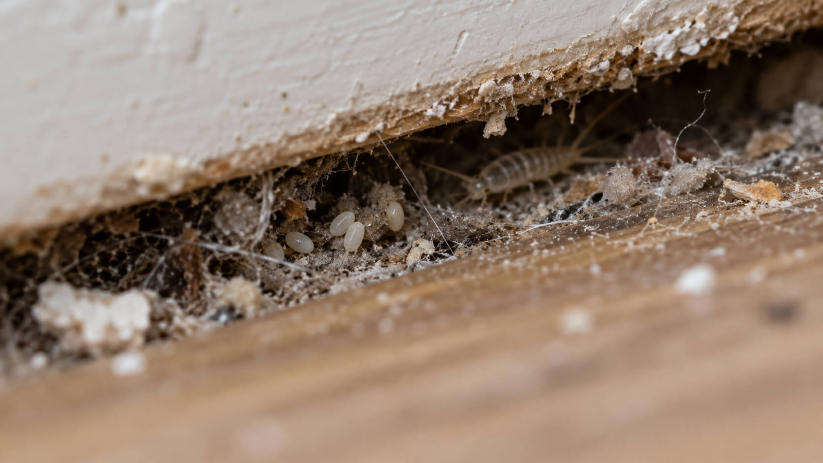 Pest Control